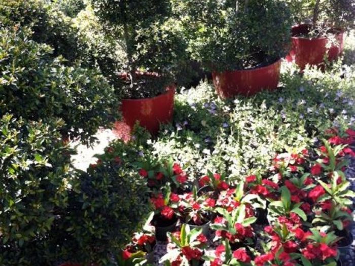 Archisio - Carlo Maria Maggia - Progetto Giardini