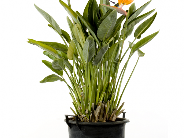 Archisio - Vivai Cantatore - Progetto Piante