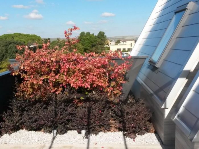 Archisio - Artenatura Vivai Saas - Progetto Giardino pensile