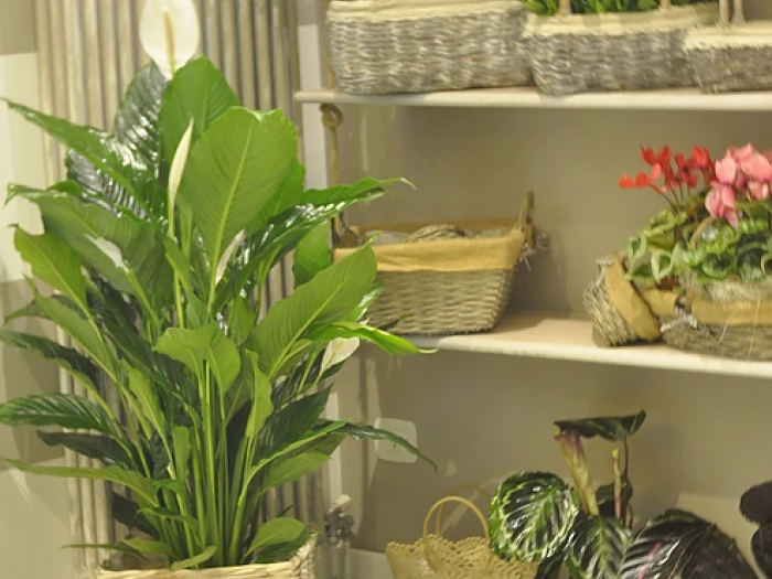 Archisio - Cubo Home - Progetto Petit fleur