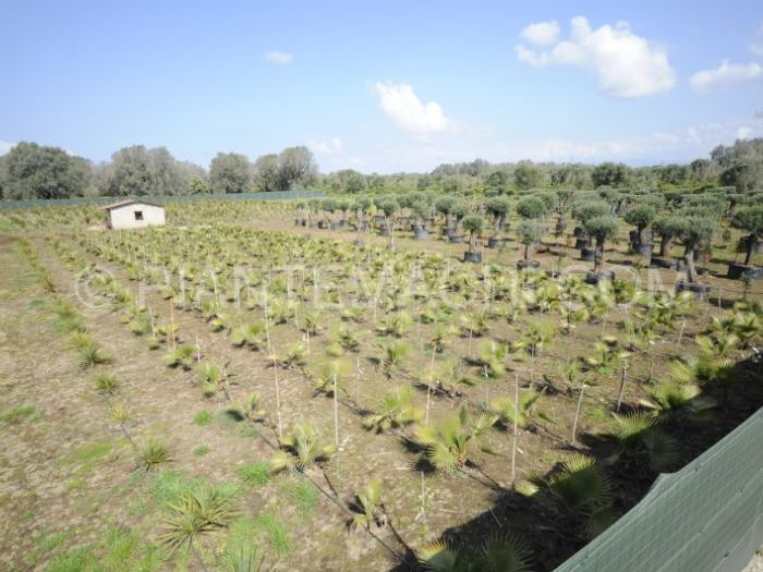 Archisio - Piante Macri - Progetto Il vivaio