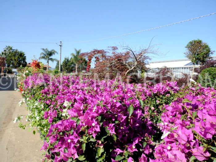 Archisio - Piante Macri - Progetto Il vivaio