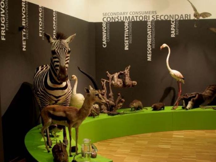 Archisio - Leolab - Progetto Museo di storia naturale