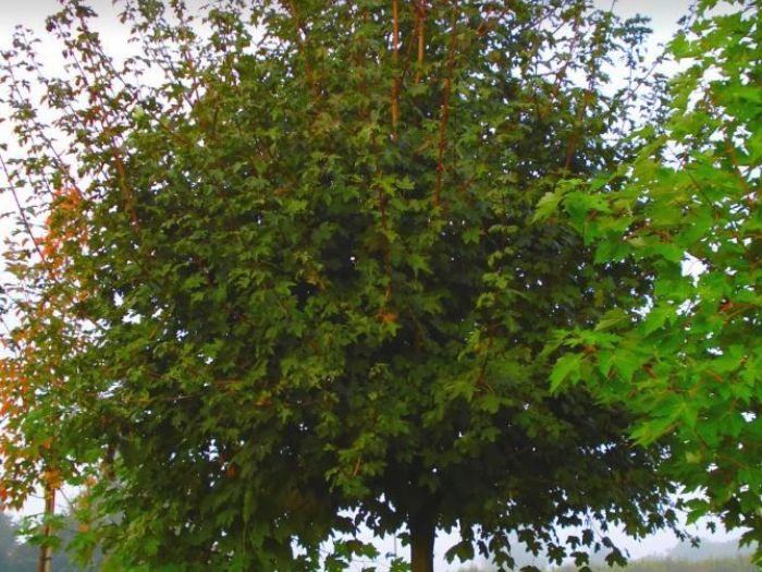 Archisio - Vivai Preti - Progetto Vivai preti