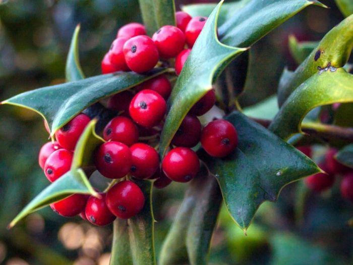 Archisio - Artenatura Vivai Saas - Progetto Piante da esterno