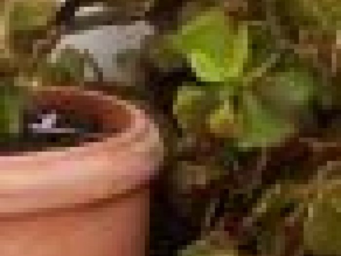 Archisio - Piante Macri - Progetto Il garden