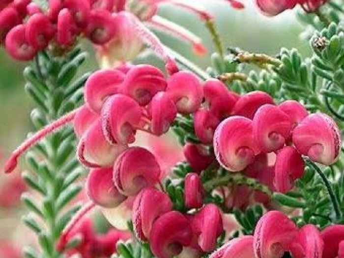 Archisio - Vivai Cantatore - Progetto Piante