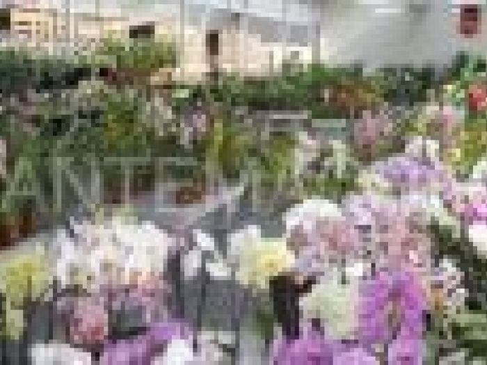 Archisio - Piante Macri - Progetto Il garden