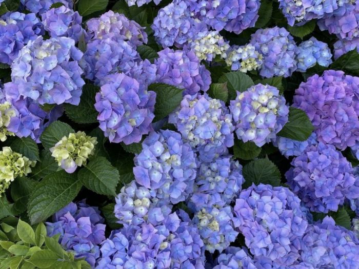 Archisio - Claudia Dibbe Piazza - Progetto Allinsegna di piet oudolf