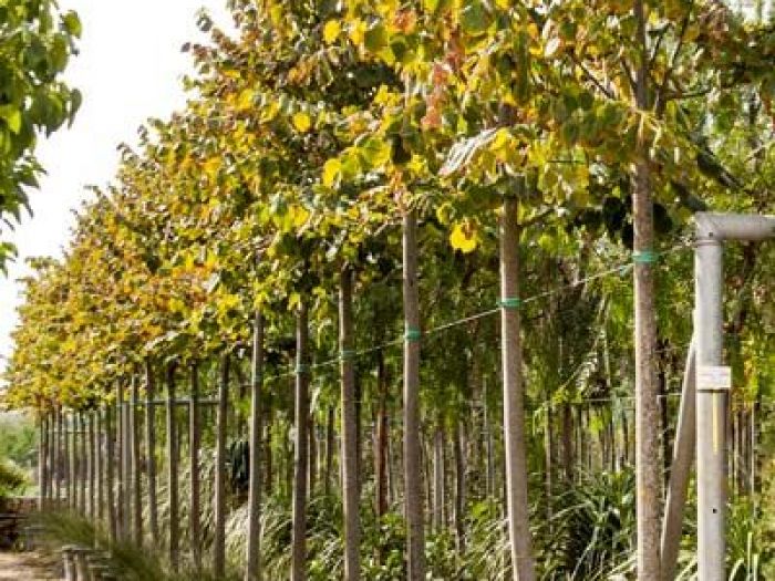 Archisio - Vivai Cantatore - Progetto Piante