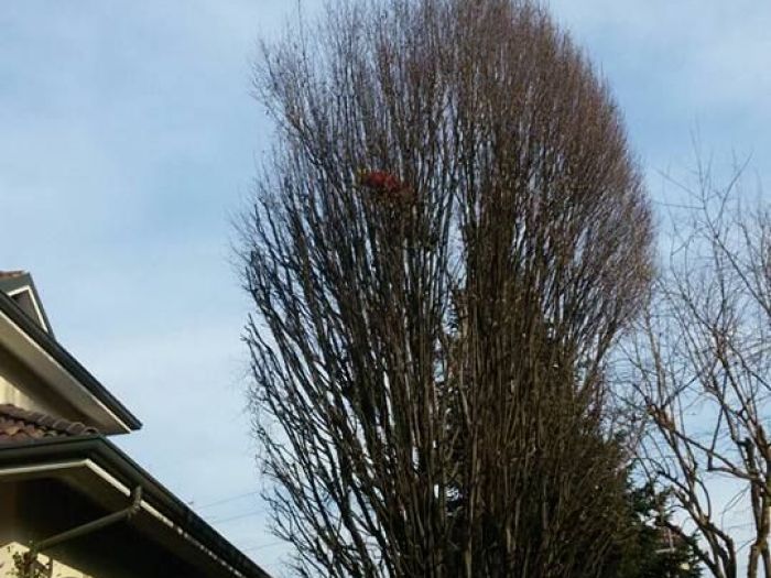 Archisio - I Giardini Dei Tudor - Progetto Potature e tagliamento di alberi