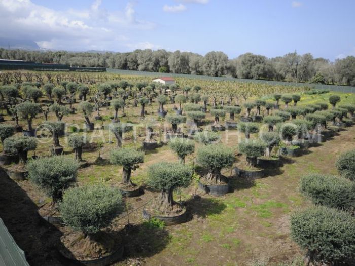 Archisio - Piante Macri - Progetto Il vivaio