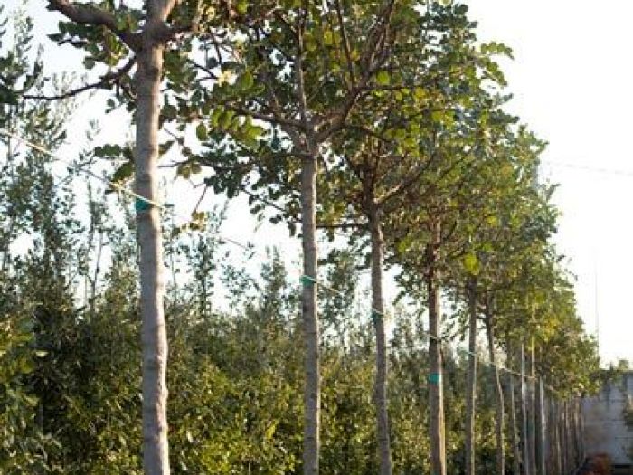 Archisio - Vivai Cantatore - Progetto Piante