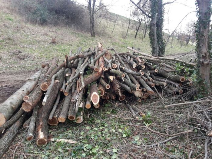 Archisio - Il Dottore Del Verde Di Bruno Barnaba - Progetto Utilizzazioni boschive