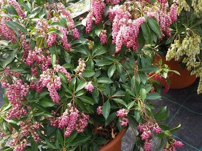 Archisio - Massarroni - Vivai Piante - Garden - Progetto Vivai e piante