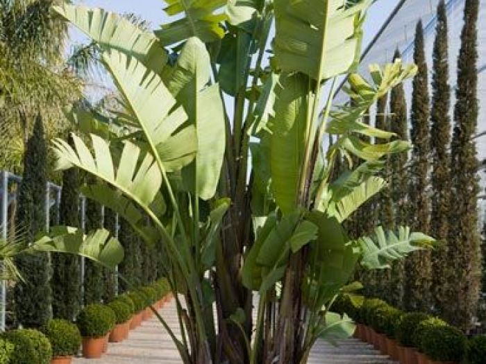 Archisio - Vivai Cantatore - Progetto Piante