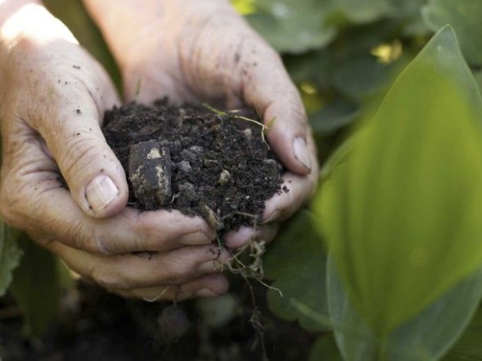 Archisio - Lo Studio Botanico - Progetto Formazione