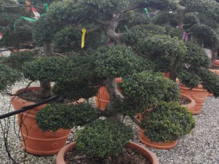 Archisio - Verdein Ss - Progetto Macro bonsai da giardino