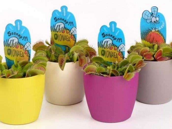 Archisio - Artenatura Vivai Saas - Progetto Piante da interno