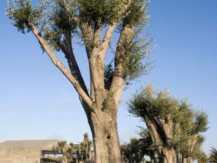 Archisio - Vivai Cantatore - Progetto Piante