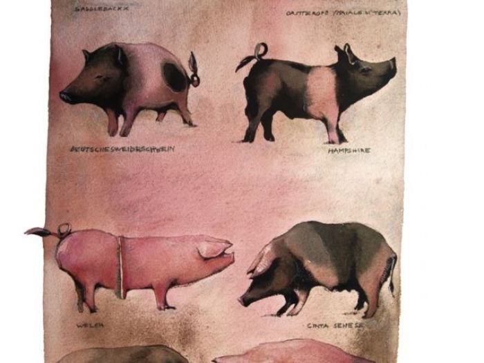 Archisio - Elisa Possenti - Progetto Tutti i maiali del mondo