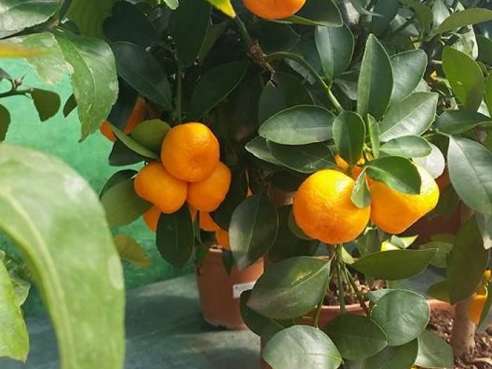 Archisio - Massarroni - Vivai Piante - Garden - Progetto Vivai e piante