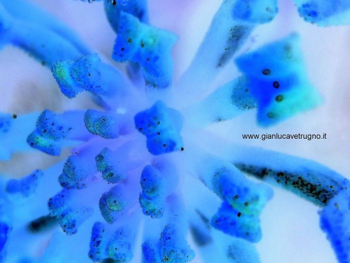 Archisio - Gianluca Vetrugno Meltem Kosan the Art Of The Negative - Artisti - Progetto Galleria 1 fotografie astratte