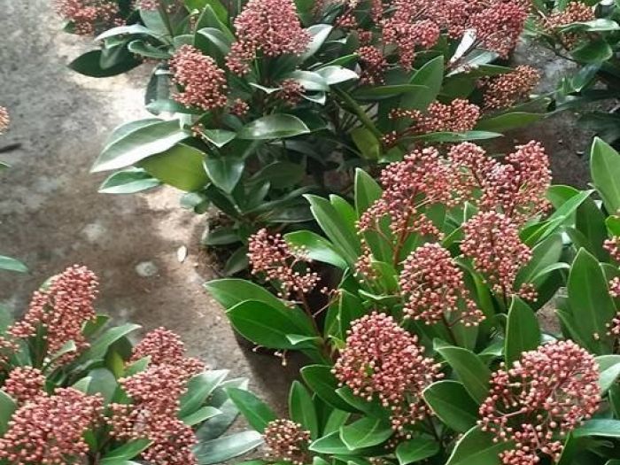 Archisio - Massarroni - Vivai Piante - Garden - Progetto Vivai e piante