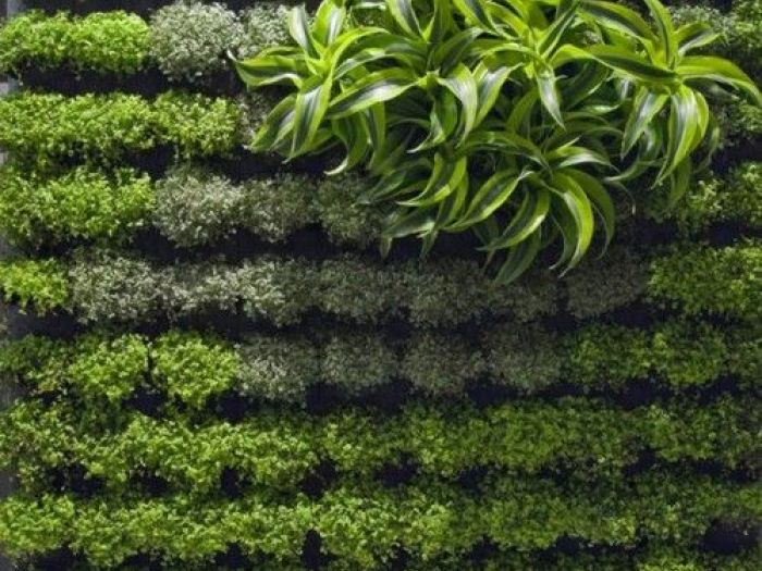 Archisio - Dotto Francesco Consulting Green - Progetto Verde verticale interno casa