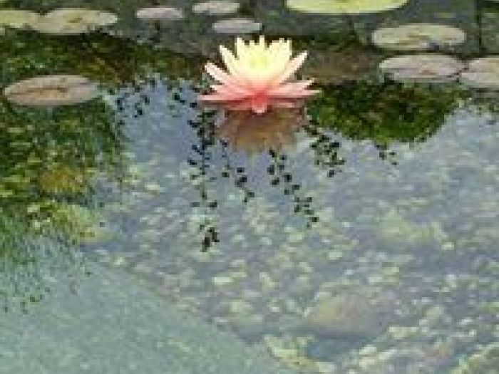 Archisio - Arqtropa Studio - Progetto Piscine naturali e vegetazione acquatica