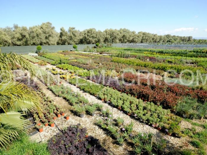 Archisio - Piante Macri - Progetto Serre di produzione