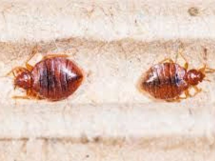 Archisio - Disinfestazioni Pest Company Di Luca Lorenzon - Progetto Disinfestazione cimici dei letti