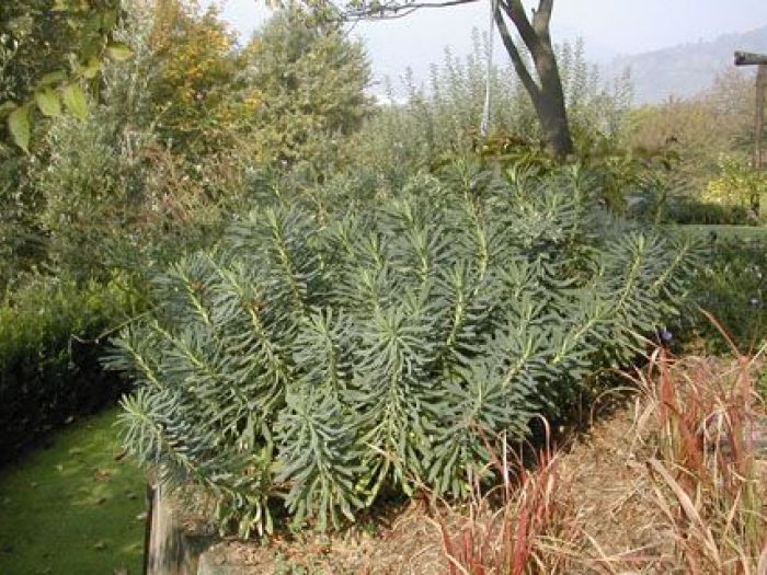 Archisio - Studio Di Agronomia E Architettura Del Paesaggio - Progetto Giardino privato