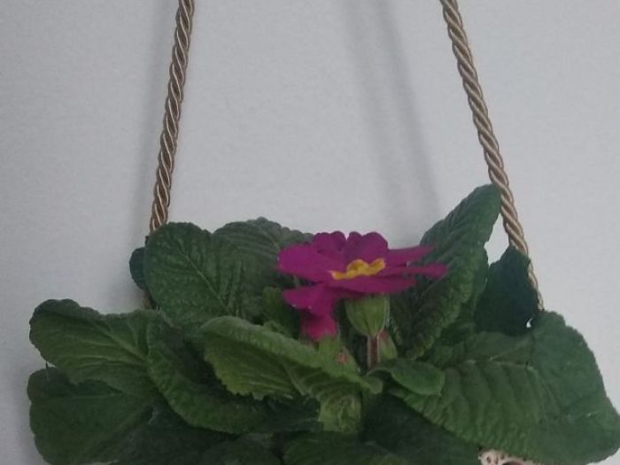 Archisio - Frisart - Progetto Vasi orchidee