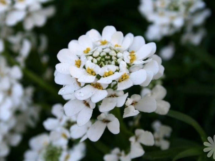 Archisio - Vivai Cantatore - Progetto Piante