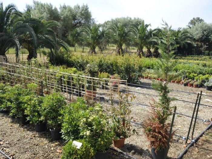 Archisio - Piante Macri - Progetto Serre di produzione