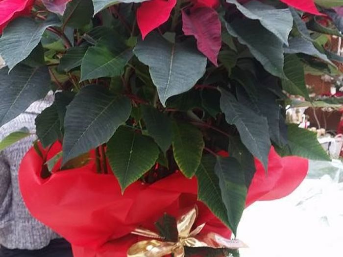 Archisio - Massarroni - Vivai Piante - Garden - Progetto Vivai e piante