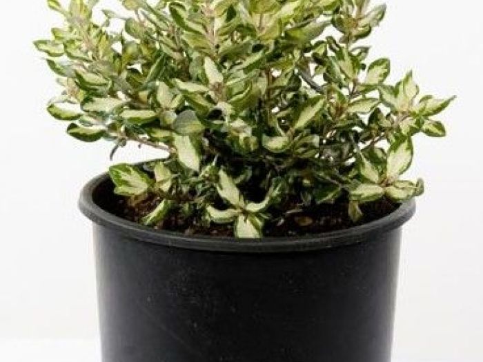 Archisio - Vivai Cantatore - Progetto Piante