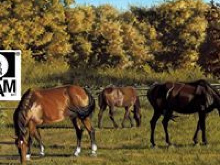 Archisio - Abilityart Larte Diversamente Abile - Progetto Alcune riproduzioni su tela incorniciate