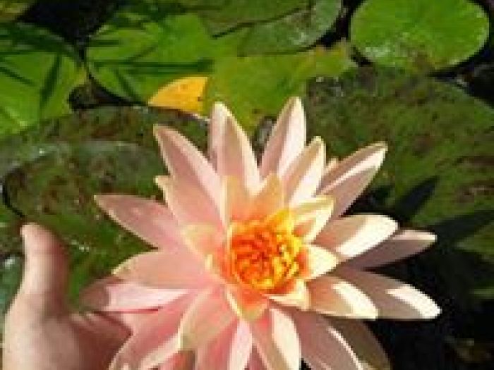 Archisio - Arqtropa Studio - Progetto Piscine naturali e vegetazione acquatica