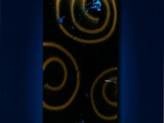 Archisio - Il Paradiso Della Parete - Progetto Porte decorate