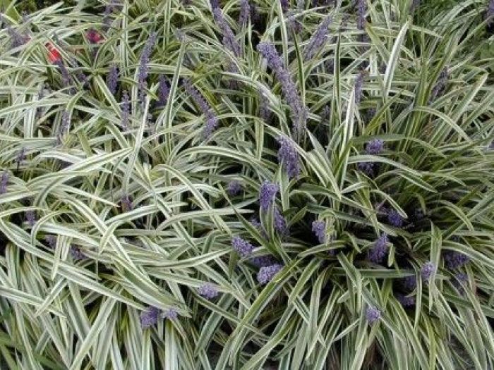 Archisio - Studio Di Agronomia E Architettura Del Paesaggio - Progetto Parcheggio verde