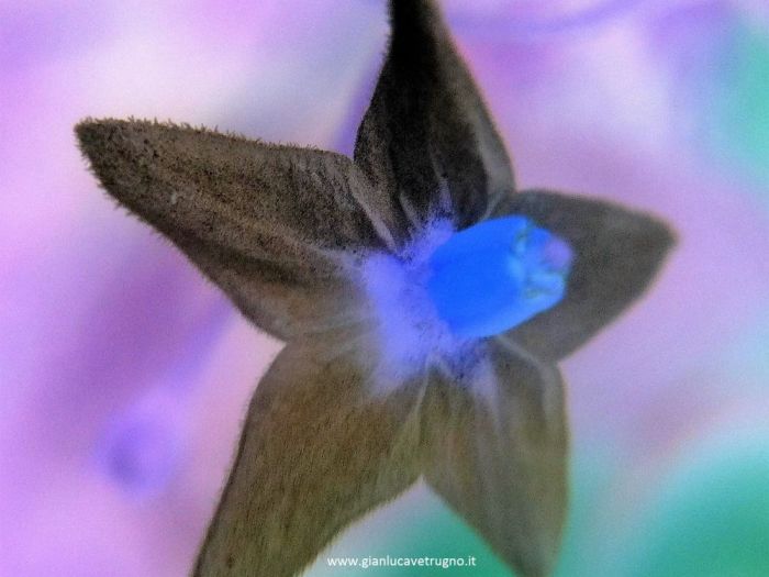 Archisio - Gianluca Vetrugno Meltem Kosan the Art Of The Negative - Artisti - Progetto Galleria 1 fotografie astratte