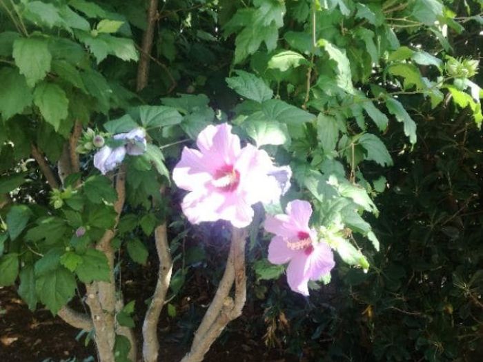 Archisio - Anna Claudia Bufo - Progetto Progetto giardino