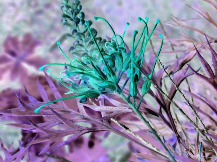 Archisio - Gianluca Vetrugno Meltem Kosan the Art Of The Negative - Artisti - Progetto Galleria 1 fotografie astratte