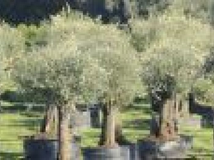 Archisio - Piante Macri - Progetto Serre di produzione