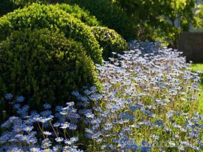 Archisio - Vivai Cantatore - Progetto Piante