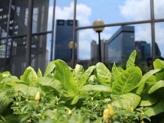 Archisio - P432 Studio - Progetto Orto biologico