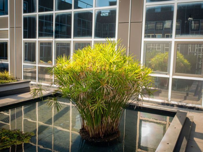 Archisio - Forme Dacqua - Progetto Biolago con vasca reflecting