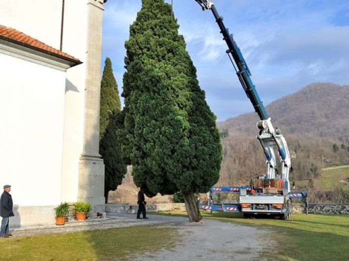 Archisio - Il Dottore Del Verde Di Bruno Barnaba - Progetto Abbattimento cedro monumento sisma 1976